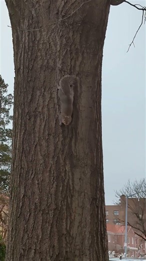 weird noises from squirrel