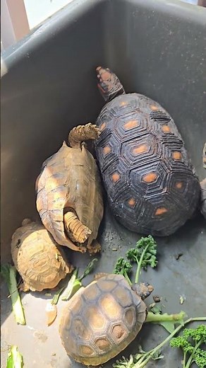 自分より大きいカメに勝負を挑んだ結果！ アダマンタイマイ #リクガメ #爬虫類 #turtle #ケヅメリクガメ