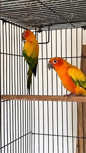 Funny Dancing Sun Conure Parrot | Singing Star Bird Show 😂🕺 #shortvideo
