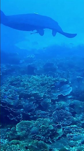 Giant Manta Ray [Mobula birostris]