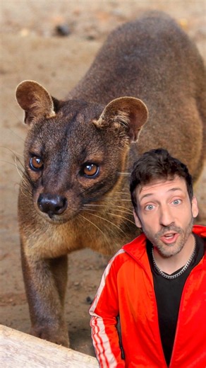 1.3M views · 55K reactions | Meet the Fossa  | Odd Danny | Facebook