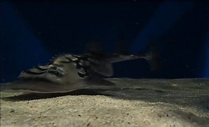 16K views · 663 reactions | The shark ray pups are six weeks old. Here's some fun underwater video of a pup eating - thanks to one of Newport Aquarium's biologists. | Newport Aquarium | Facebook