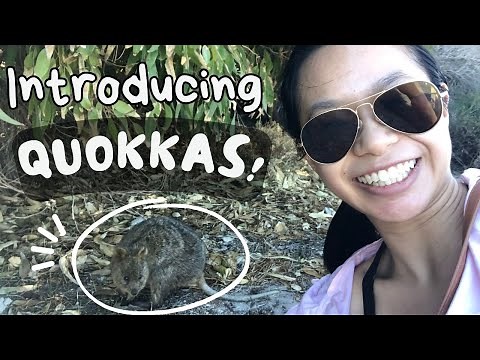 How to write an AMAZING Introduction for your Animal Report! | Informative Writing for Kids