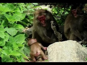 Baby monkey amazed at being attacked