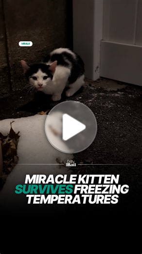 Miracle kitten survives freezing temperatures