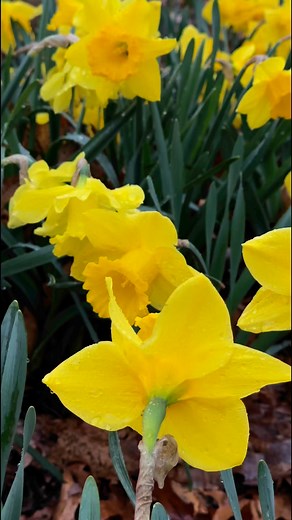 27K views · 2.1K reactions | April Showers at the Daffodil Project: Another April morning where rain and storms roll through Western New York. 48,000 daffodils at Mount Hope Cemetery’s Daffodil Project in Rochester, NY add some delightful color to an otherwise dreary day. #daffodils | John Kucko Digital | Facebook