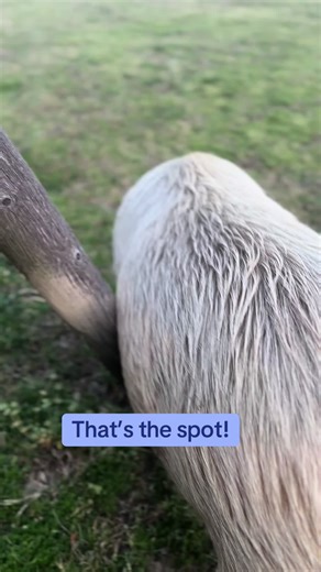 Ruby Pearl loves her scratching post on our wood swing out back. #rubypearl #minipig #farmlife #funnyanimals #happy