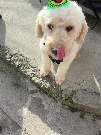 Polly (@pollythespringer1)’s videos with original sound - Sesame Street