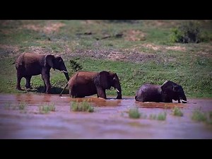 Three elephants in the Olifants
