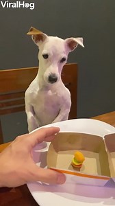 His reaction 😂 | We, the humane