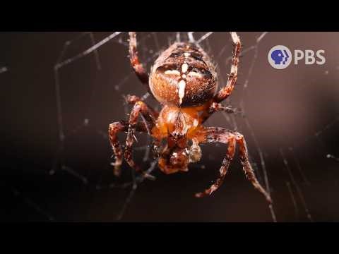 There’s No Place Like Home: 4 of Nature’s Savviest Homeowners