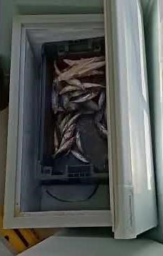 What Does 100kg of Albatross Food Look Like? #RoyalCam #birdfeeder