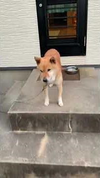 マムシに噛まれた柴犬