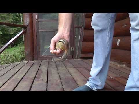 Record Chipmunk Jump