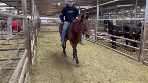 6465 Older Broke Ranch Gelding To view pricing and purchase please visit https://www.bowietexaslivestock.com/product-category/odwyer-horses/ ALL ANIMALS ARE AS IS & NON-REFUNDABLE! Call or text 940-257-8884 UPCOMING TRANSPORT- (dates are subject to change) Anywhere along I 40/ Bakersfield CA/Stockton CA 1/28/26 Hillsboro KY 1/28/26 North Carolina 1/28/26 Florida Michigan | Bowie Texas Livestock Barn