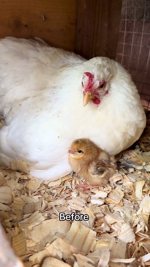 Cream Legbar Chick Hatched from Blue Egg — Kiwi’s Pullet Reveal