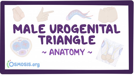 Anatomy of the male urogenital triangle: Video, Causes, & Meaning | Osmosis