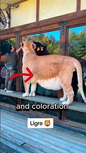 Lions + Tigers = Ligers 🐾✨ #liger #bigcats #animalfacts #hybrid #lion #tiger #wildlife #shorts