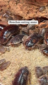 Ask and you shall receive! Back by popular demand: roaches eating ASMR. 🪳✨ Turn up the volume for all the crunchy mouth noises! | Valerie Musser