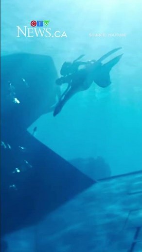 ‘Avatar: Fire and Ash’ trailer released