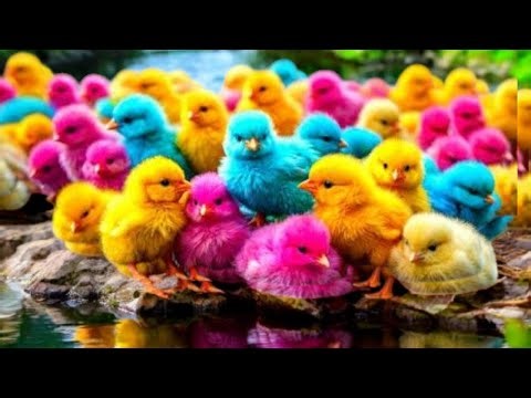 Catch Color Chicken, Cute Chicken, Rainbow Chicken, Rabbit, Duck, Cute Animals