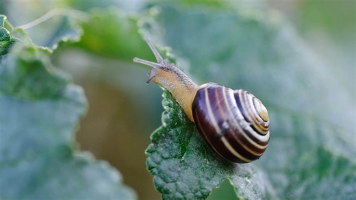 Spot Slug and Snail Eggs Early to Protect Your Garden