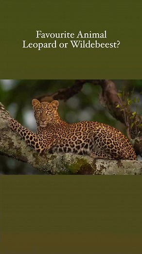Favourite Animal: Leopard or Wildebeest? What's your favourite animal? The leopard is an elusive predator, but the blue wildebeest takes part in the Great Migration of over a million animals! Which do you prefer, rarity or quantity, the leopard or the wildebeest? Olympia. Shot with a Nikon D850 and an 800mm lens in the Masai Mara in Kenya in July 2018. ISO 800, 800mm, f/5.6, 1/250, -1 EV. Miss Saigon. Shot with a Nikon D850 and an 800mm lens in the Masai Mara in Kenya in July 2018. ISO 280, 800m