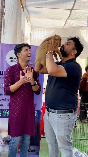 Free pet’s adoption camp at BHOPAL MP || free pet’s adoption || Labrador puppy 🐶 || cute puppies ♥️