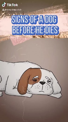 Understanding Your Dog's Signs Before Passing