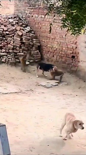 dog vs monkey | dog attack and kill a monkey | dog monkey fight 😱😱