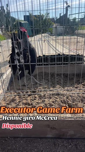 #followers➕ #gallos #gallosdecalifornia #hennie