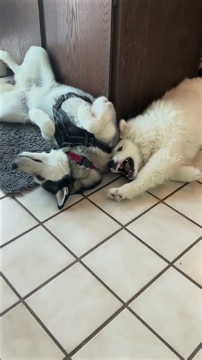 Husky energy levels at 1%... 🔋😴 #shorts #husky #funnyvideos #puppy