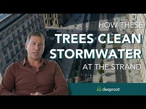 How Trees Clean Stormwater Runoff at the Strand in Liverpool with Silva Cells (SuDS)