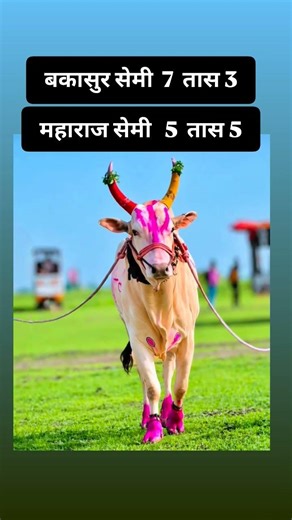 बकासुर ❤️ महाराज सेमी #bailgada#bakasur#shorts#bull#shortsfeed#shortvideo#बैलगाडा#बैलगाडाlover#viral