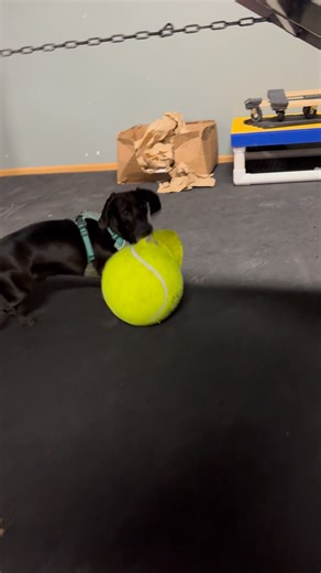 2.4K views · 62 reactions | Original audio so y’all can hear the pitter patters. | emBARK | Facebook