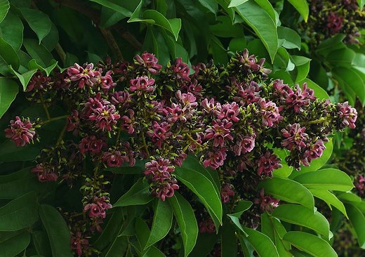 Andira inermis - Alchetron, The Free Social Encyclopedia