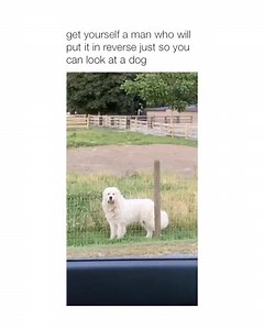 193K views · 3.8K reactions | Pawz Saves Dogs on Reels | Facebook