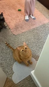 Taking ur crying toddler out of a public place be like . . . #cat #pennythegingercat #catsofinstagram #cats_of_instagram #catlife #pet #cats #catlover #petsofinstagram #gingercat #orangecat #catsofig #gingercat #gingerkitty #catsoftheday #cute #funny #cutecats #orangecat #UnitedStates | It's me penny