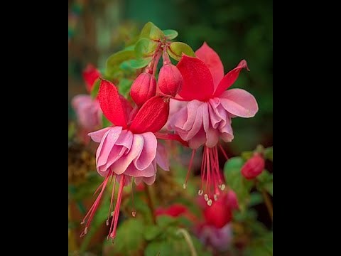 How to Grow Fuchsias Like a Pro | Vibrant Blooms All Season 🌺