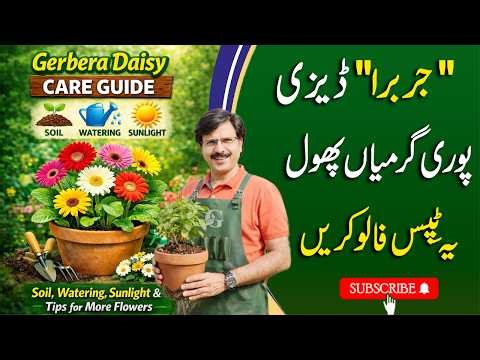 Gerbera Daisy Care Guide | Soil, Watering, Sunlight & Tips for More Flowers | Javed Iqbal