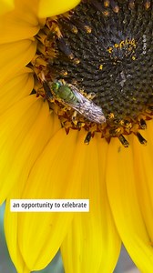 Happy World Bee Day! Take 40 seconds out of your day to watch this video and fall in love with these incredible pollinators. Spread the word: Bee kind. Photos, videos, and voice over by WWF’s Clay Bolt. | World Wildlife Fund