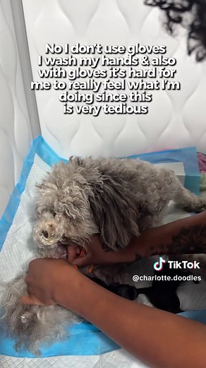 Welcoming Mini Golden Doodle Puppies into the World