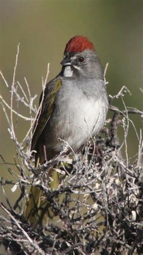 Green-tailed Towhee Bird Sound Video: Bird Call Nature Sound Effect