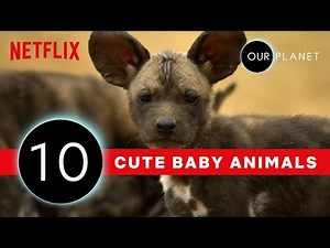 Cutest Baby Animals From Our Planet 🐾 | Netflix