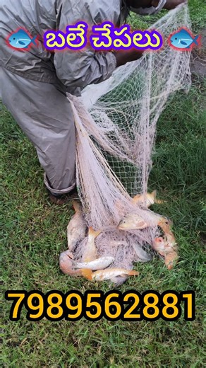 Fish catching skill //7989562881// #fishing #fishcatching #fish | Vigneswara Fish Seed Farm