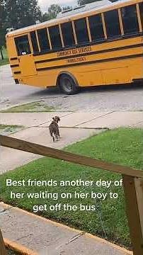 Pet Puppy Waits Patiently For School Bus to Greet Little Boy - 1239995