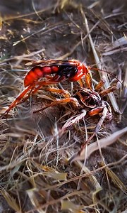 303K views · 89 shares | Spider Vs Wasp  | truly | Facebook