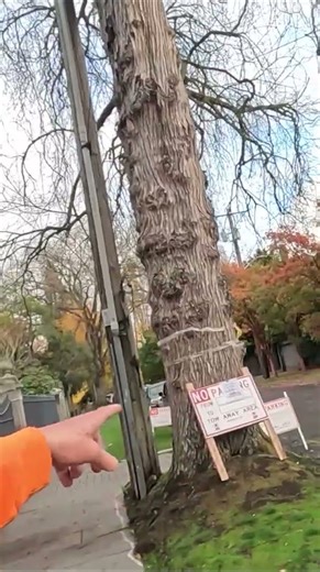 Capital Hill Elm Tree Removal and Salvage #car #treecare #elmtree #treeremoval #shorts #elm #crane