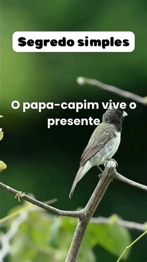 Relax & Sleep com pássaros 💤