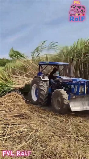 Farmers are driving sugarcane harvesters to quickly harvest sugarcane